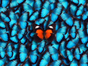 butterflies.png