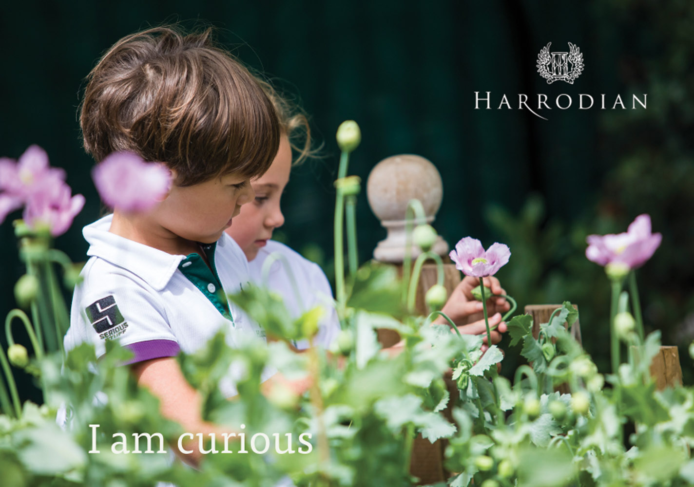 Curious in the allotment