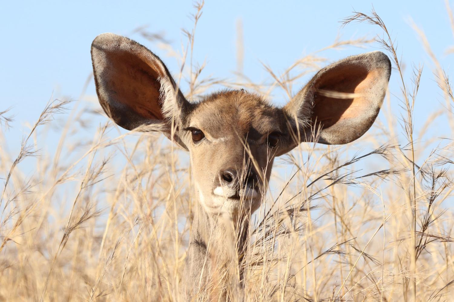 Listening antelope