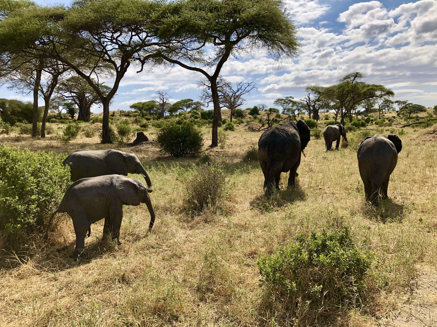 Elephants