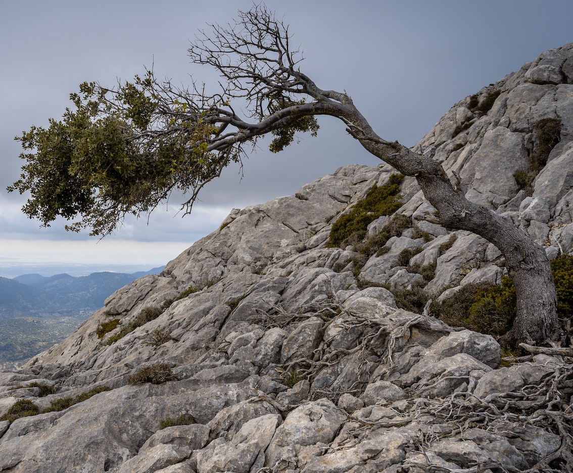 Resilient tree