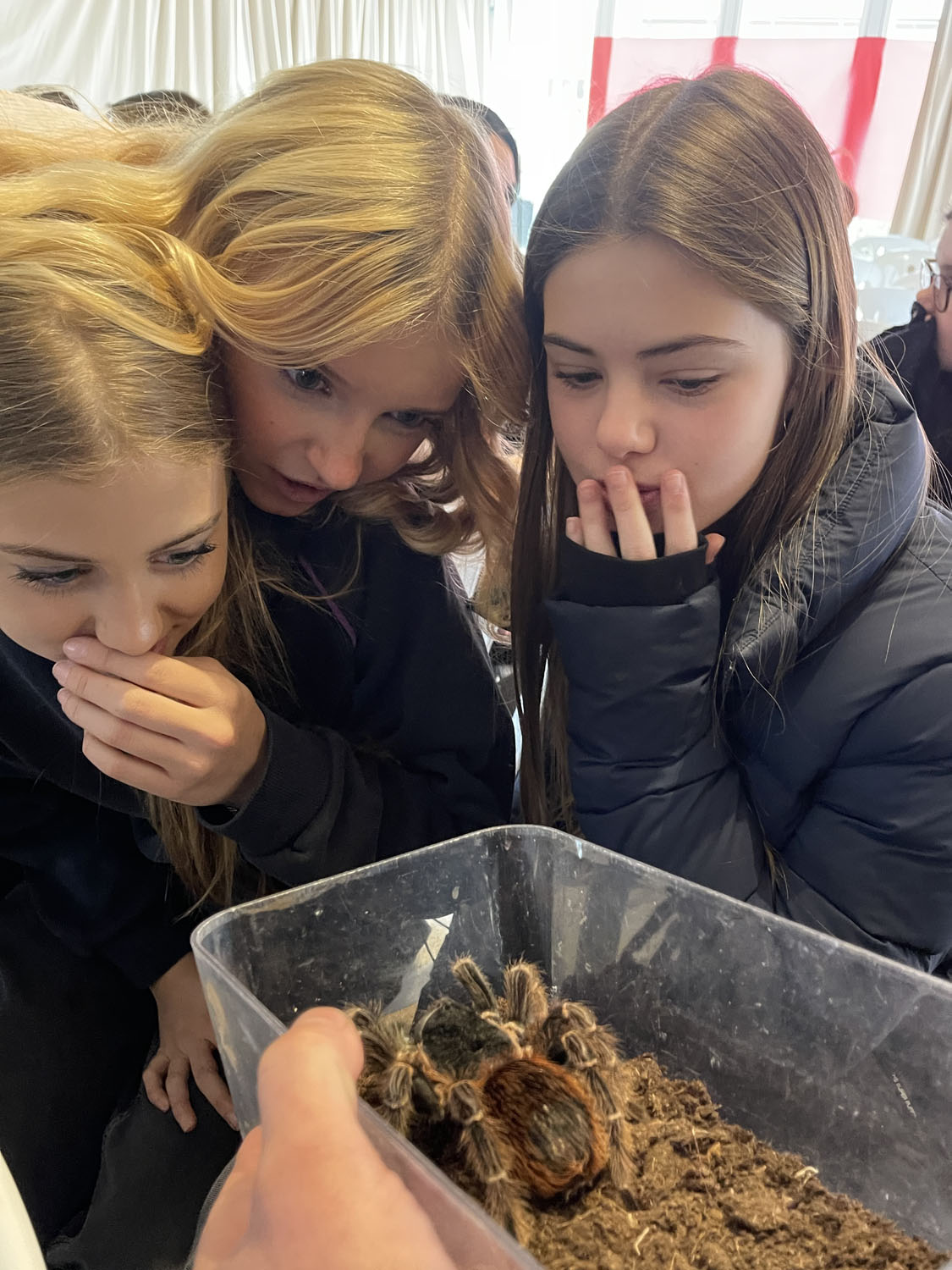 Tarantula girls