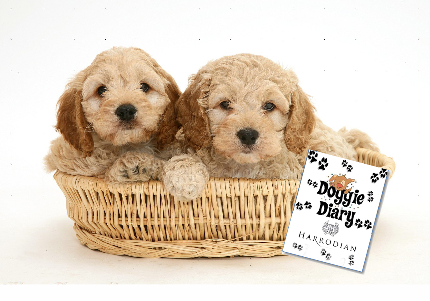 Final%20doggie%20diary%20image%20for%20website.jpg