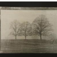 Trees by Nathalie Mabane, Silver Gelatine printed on wood