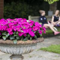 Flowers and girls sitting