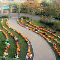 All pumpkins outside