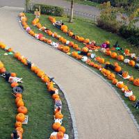 All pumpkins outside 2