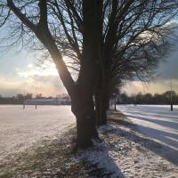 trees in the snow