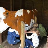 Milking cows