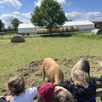 Pre-Prep Farm Trip June 2024