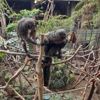 13s Geography Zoo trip 2025