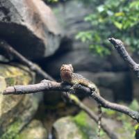13s Geography Zoo trip 2025