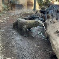 13s Geography Zoo trip 2025