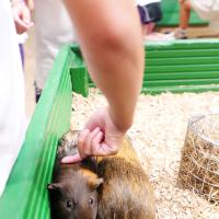 Pre-Prep Farm Trip June 2024