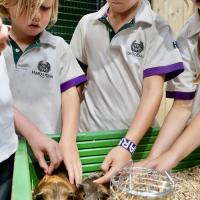 Pre-Prep Farm Trip June 2024