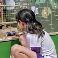Pre-Prep Farm Trip June 2024