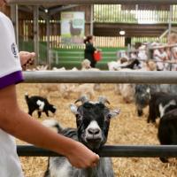 Pre-Prep Farm Trip June 2024