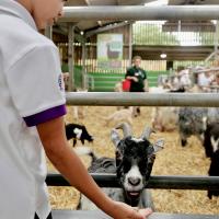 Pre-Prep Farm Trip June 2024