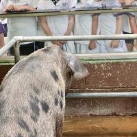 Pre-Prep Farm Trip June 2024
