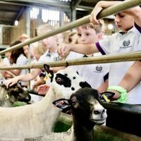 Pre-Prep Farm Trip June 2024