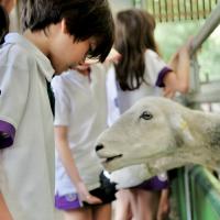 Pre-Prep Farm Trip June 2024