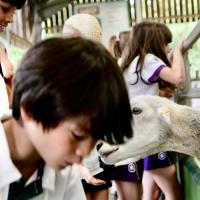 Pre-Prep Farm Trip June 2024