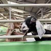 Pre-Prep Farm Trip June 2024