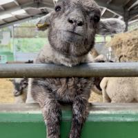 Pre-Prep Farm Trip June 2024
