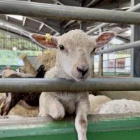 Pre-Prep Farm Trip June 2024