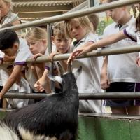 Pre-Prep Farm Trip June 2024