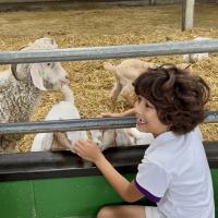 Pre-Prep Farm Trip June 2024