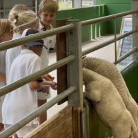 Pre-Prep Farm Trip June 2024