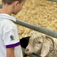 Pre-Prep Farm Trip June 2024