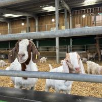 Pre-Prep Farm Trip June 2024