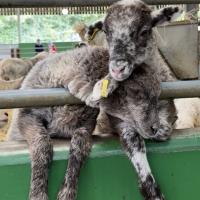 Pre-Prep Farm Trip June 2024