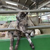 Pre-Prep Farm Trip June 2024