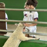 Pre-Prep Farm Trip June 2024