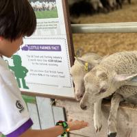 Pre-Prep Farm Trip June 2024