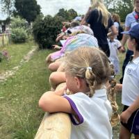 Pre-Prep Farm Trip June 2024