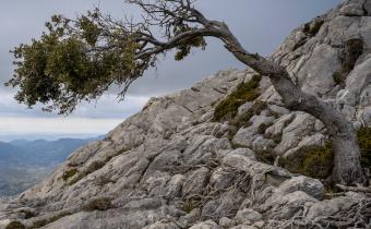 Resilient tree