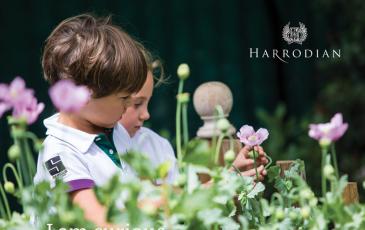 Curious in the allotment