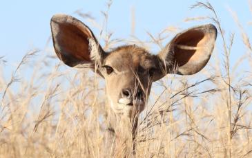 Listening antelope