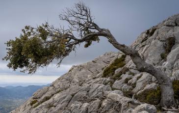 Resilient tree